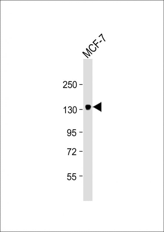 Monoclonal Mouse anti-Human ABCB4 / MDR3 Antibody (clone 1808CT346.21.23, WB)