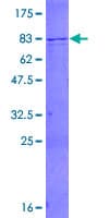Human SMARCD1 / BAF60A Protein (Recombinant GST)