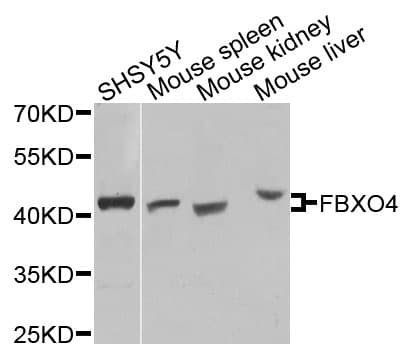 FBXO4 / FBX4 Antibody