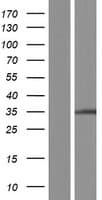 TPRG1L Protein (Over-Expression Lysate Myc-DDK (Flag))