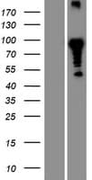 CLNK Protein (Over-Expression Lysate Myc-DDK (Flag))