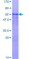 Human RAIN / RASIP1 Protein (Recombinant GST)