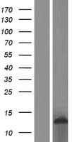 SCA2 / LY6E Protein (Over-Expression Lysate Myc-DDK (Flag))