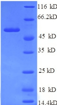 Chicken Ovoinhibitor Protein (Recombinant His)