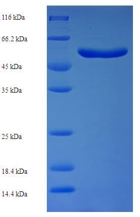 E. coli ZipA Protein (Recombinant His-SUMO)