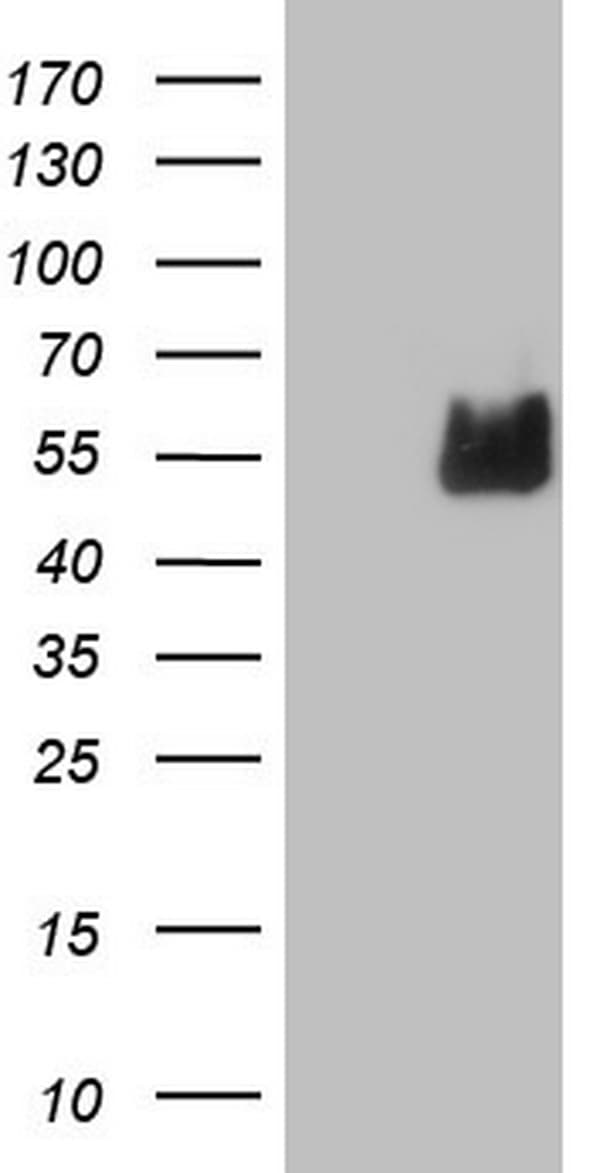 NUDT12 Antibody (aa1-251, clone OTI6F1)