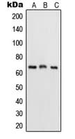 RELA / NFKB p65 Antibody (C-Terminus)