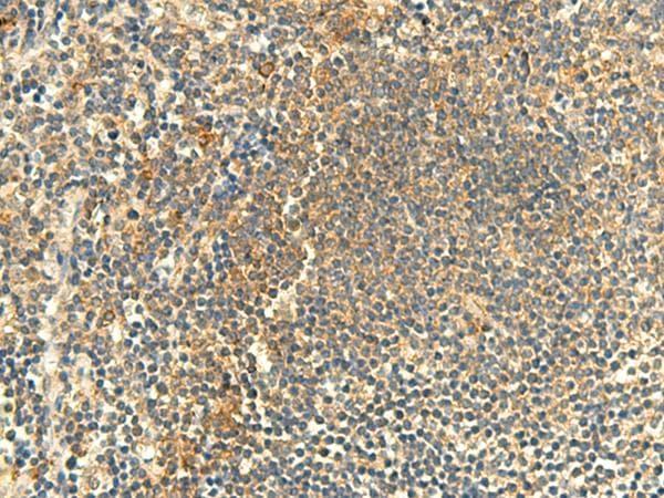 CLEC4D / MCL Antibody