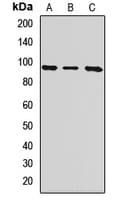 ITGB8 / Integrin Beta 8 Antibody