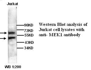 MAP2K1 / MKK1 / MEK1 Antibody (N-Terminus)