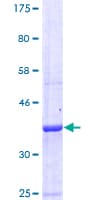 Human GABBR1 / GABA B Receptor 1 Protein (Recombinant GST, N-terminus)
