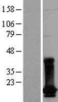 DUT / DUTPase Protein (Over-Expression Lysate Myc-DDK (Flag))