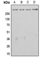 Polyclonal Rabbit anti-Human APC Antibody (C-Terminus, IHC, IF, WB)