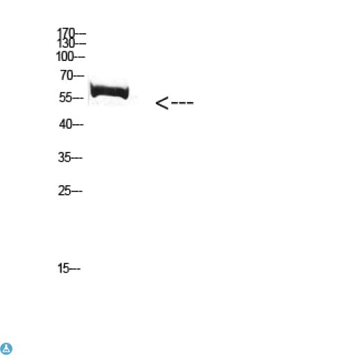 FBXO7 Antibody
