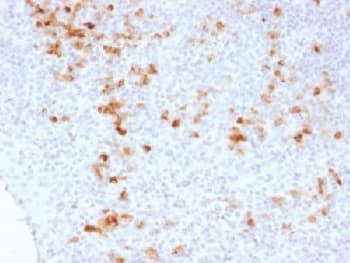 Ig Kappa Light Chain Antibody (clone KLC1278, Azide-free, BSA-free)