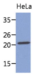 MYL4 Antibody (clone AT4E8)