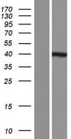 GPN3 Protein (Over-Expression Lysate Myc-DDK (Flag))