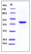 Mouse TNFRSF17 / BCMA Protein (Recombinant Human IgG1 Fc, N-terminus)