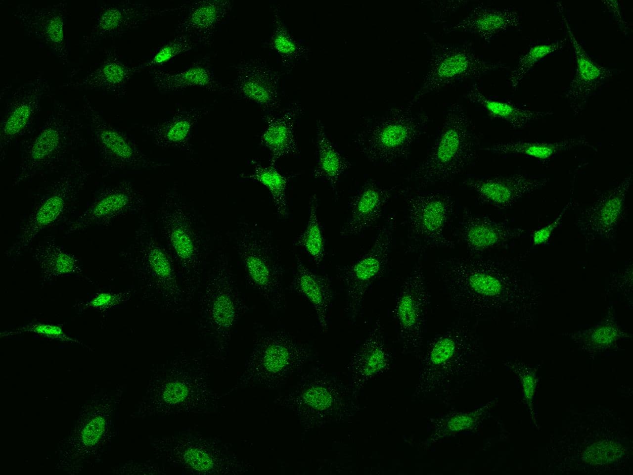 GLYR1 Antibody (Preservative Free)