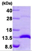 Human LGALS1 / Galectin 1 Protein (Recombinant)