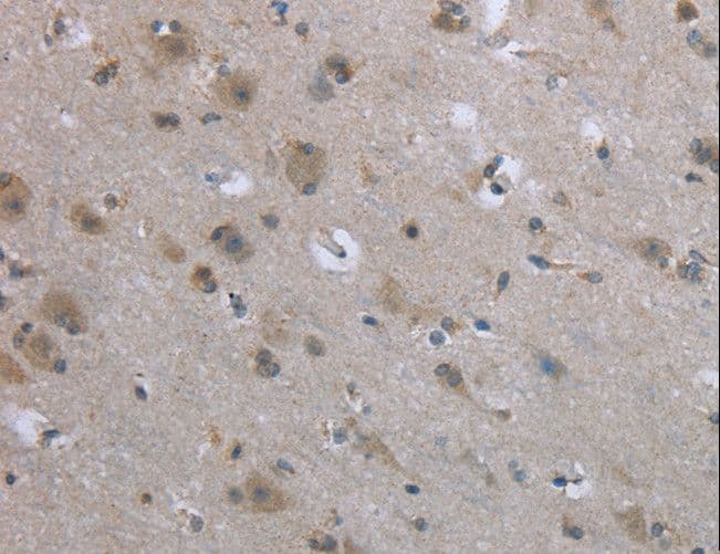 Polyclonal Rabbit anti-Human EGFL8 / NG3 Antibody (IHC)