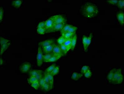 SLC26A6 / PAT1 Antibody