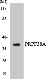 Polyclonal Rabbit anti-Human PRPF38A Antibody (aa87-136, WB)