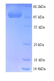 Mouse CYR61 Protein (Recombinant 6His, N-terminus)
