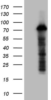 ZFP37 Antibody (clone OTI3E7)
