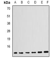 GABARAP Antibody