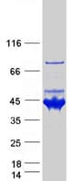 Human SEPT5 / Septin 5 Protein (Recombinant Myc-DDK (Flag))