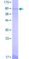 Human GABPA / NRF2 Protein (Recombinant GST)
