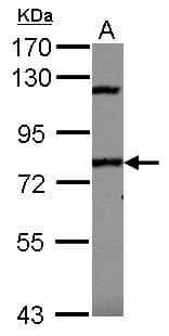 SP110 Antibody (N-Terminus)