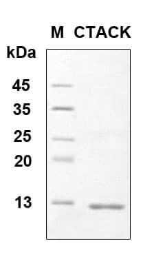 Human CCL27 Protein (Recombinant 6His, N-terminus)