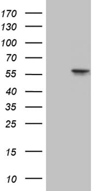 CCT4 / SRB Antibody (clone OTI4C9, Carrier-free)