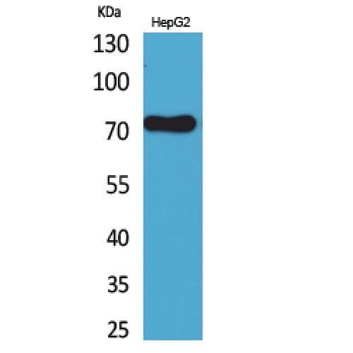 LY9 / CD229 Antibody (261-310 aa, Internal)