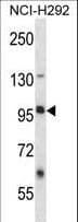 LRRC8B Antibody (aa223-252)