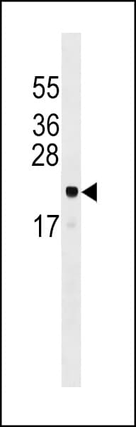 Polyclonal Rabbit anti-Human ARL6IP5 Antibody (aa70-99, WB)
