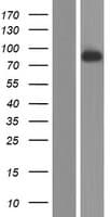 Human GUCY1A2 Protein (Over-Expression Lysate Myc-DDK (Flag))