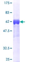 Human CRKL Protein (Recombinant GST)