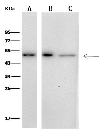 ENO2 / NSE Antibody (clone 05, Preservative Free)