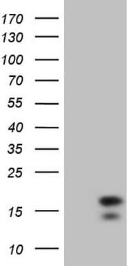 Monoclonal Mouse anti-Human IFN Gamma / Interferon Gamma Antibody (clone OTI1G10, Carrier-free, aa24-166, WB)