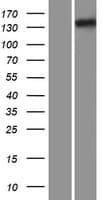 IFT122 / WDR10 Protein (Over-Expression Lysate Myc-DDK (Flag))