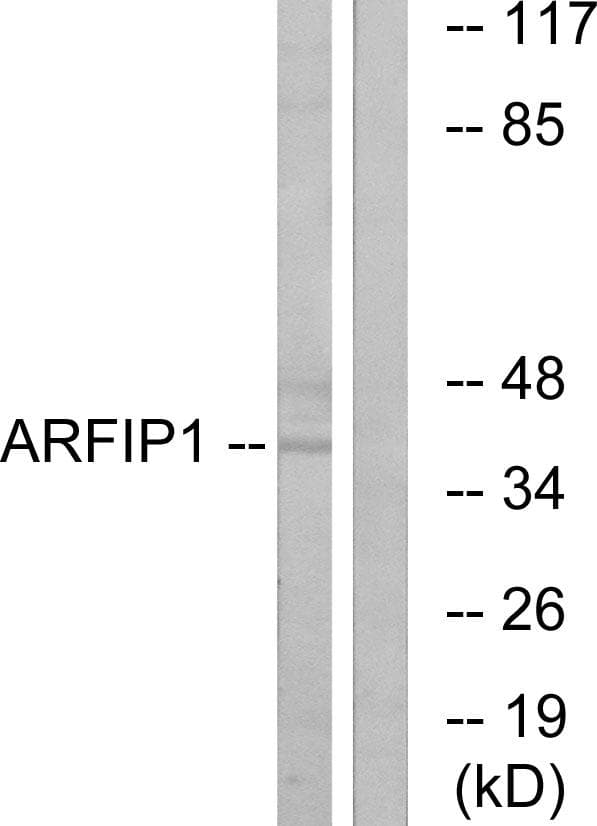 ARFIP1 Antibody