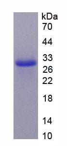 Mouse TNFSF12 / TWEAK Protein (Recombinant 6His, N-terminus)