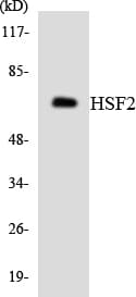 Polyclonal Rabbit anti-Human HSF2 Antibody (aa383-432, WB)