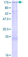 Human THBS4 / Thrombospondin 4 Protein (Recombinant GST)