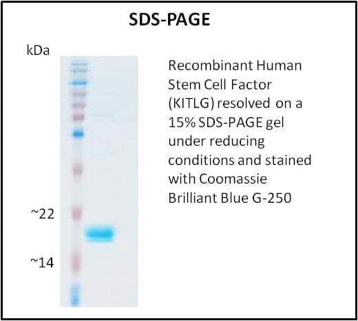 Human KITLG / SCF Protein (Recombinant)
