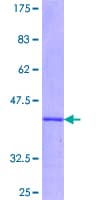 Human IRS2 / IRS-2 Protein (Recombinant GST, N-terminus)
