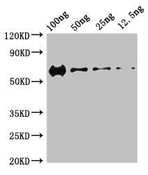 Polyclonal Rabbit anti-Human PRKDC / DNA-PKcs Antibody